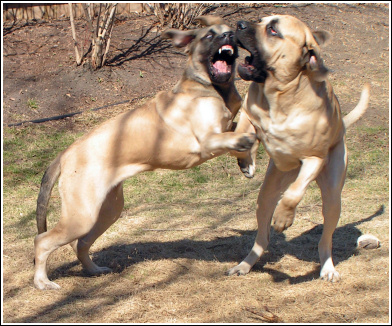 Lizzie & Bruce at Play Lizzie & Bruce at Play