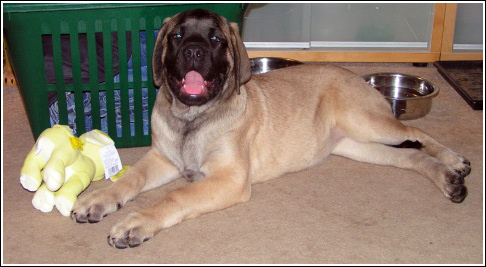 Morganna at Home Morganna at Home