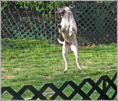 Morganna vs the Sprinkler Morganna vs the Sprinkler